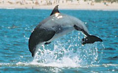 virginia beach dolphin watching
