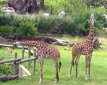 virginia zoo giraffes