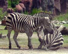 virginia zoo zebras