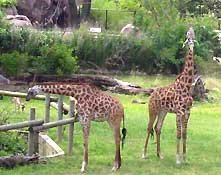 virginia zoo giraffes